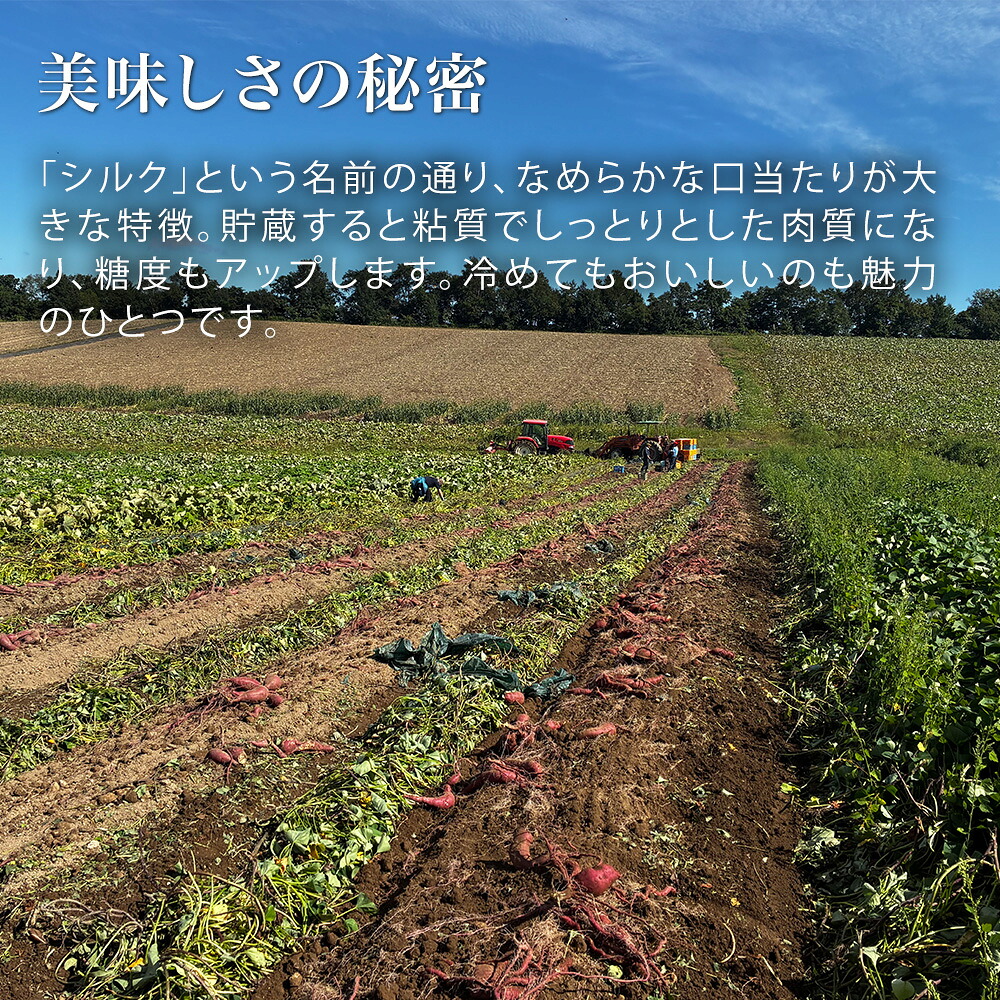 【ふるさと納税】さつまいも シルクスイート 4kg 【令和8年産】北海道 黒木農場 2