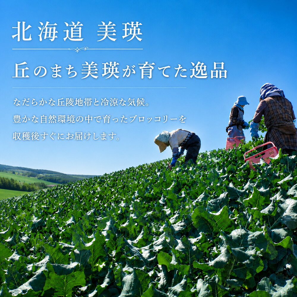 【ふるさと納税】令和8年産 ブロッコリー 5株 Lサイズ 美瑛産 舟山農園 2