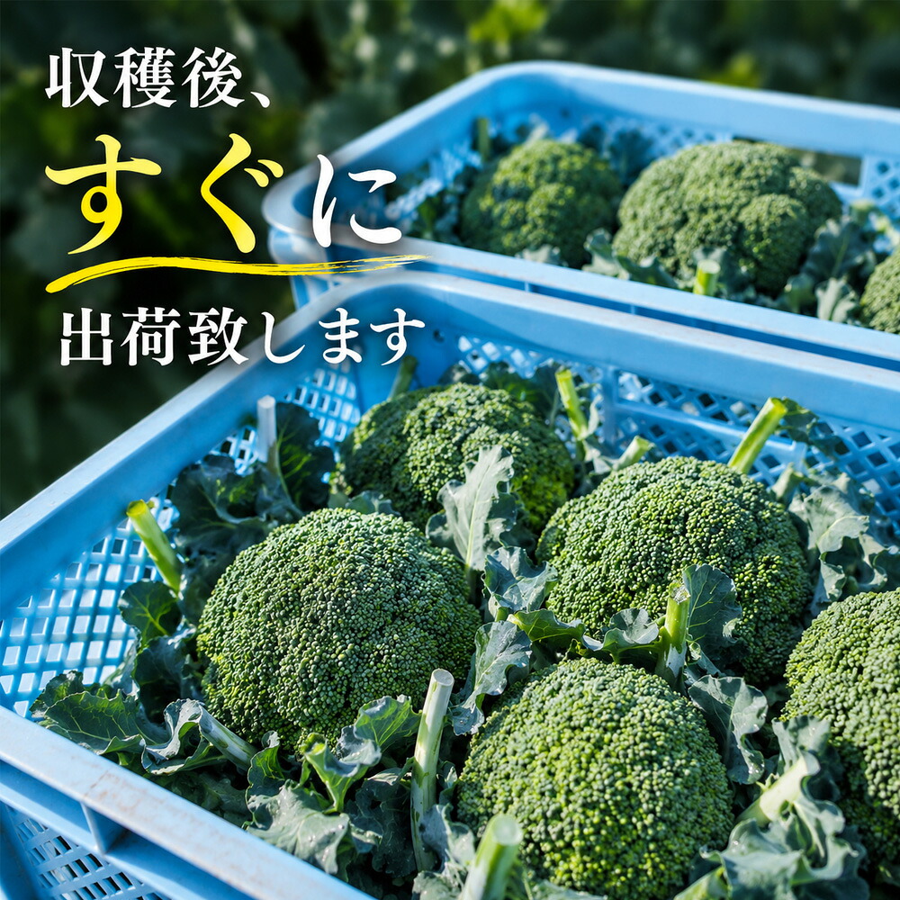【ふるさと納税】令和8年産 ブロッコリー 5株 Lサイズ 美瑛産 舟山農園 4