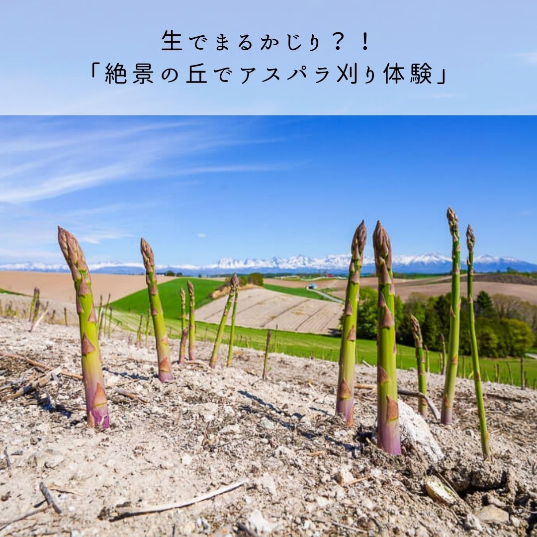 【ふるさと納税】夏季アクティビティ体験クーポン3,000円　北海道　北海道美瑛　北海道美瑛町　美瑛町　美瑛　アクティビティ　収穫体験　フットパス　体験プラン　体験プログラム　丘のまちびえいDMO　[010-147] 4