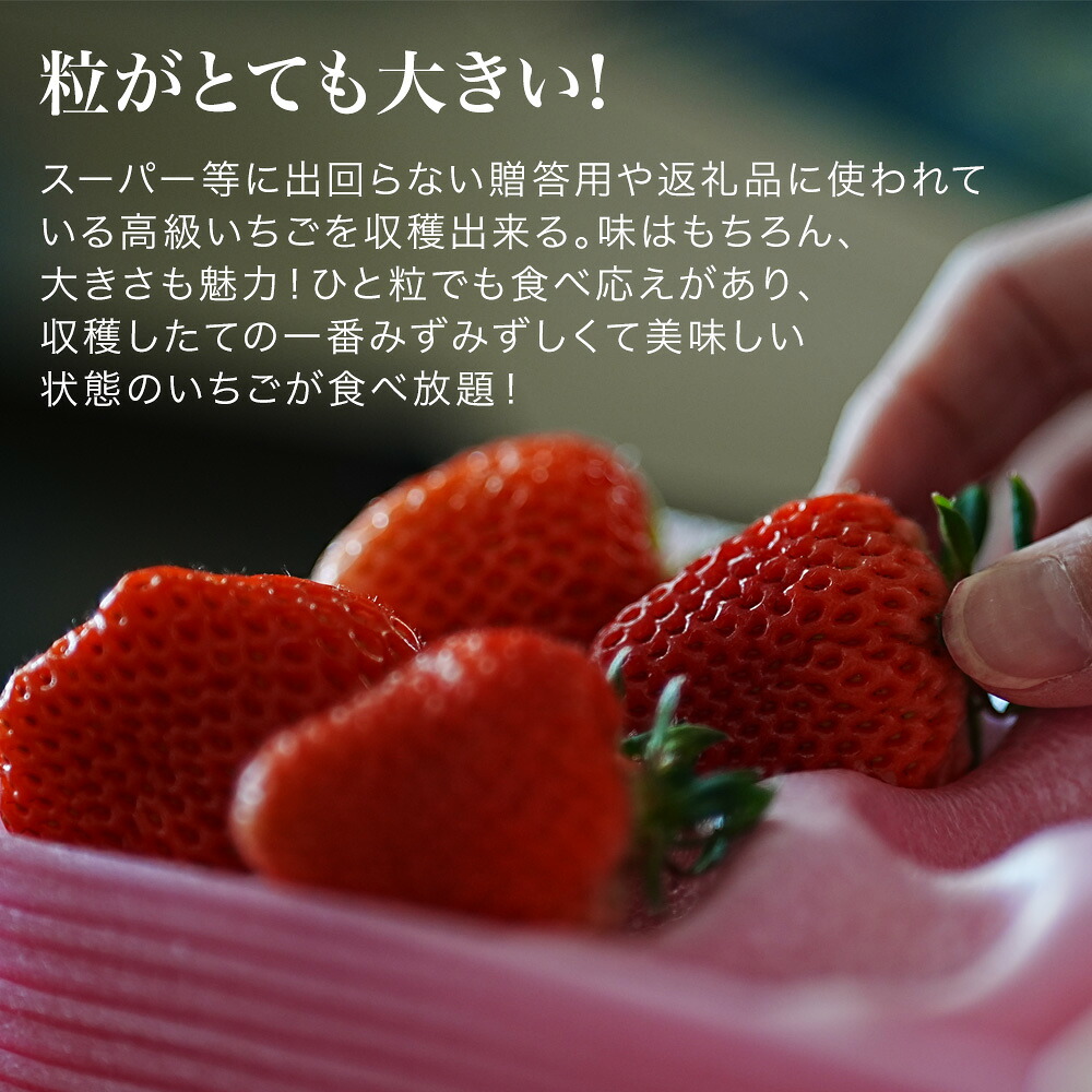 【ふるさと納税】いちご狩り体験チケット 60分食べ放題 大人1名分 丸北いちご農園 3