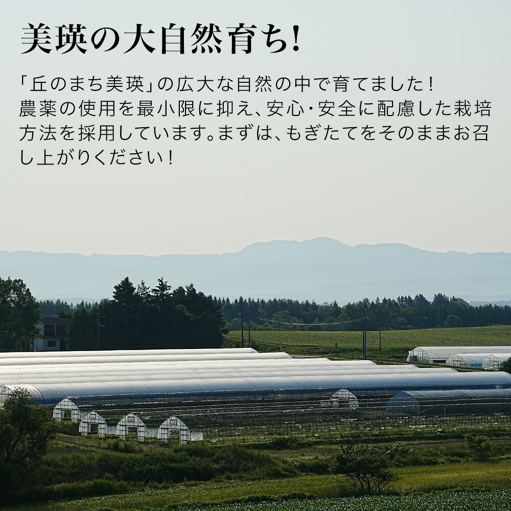 【ふるさと納税】いちご狩り体験チケット 60分食べ放題 大人1名分 丸北いちご農園 5