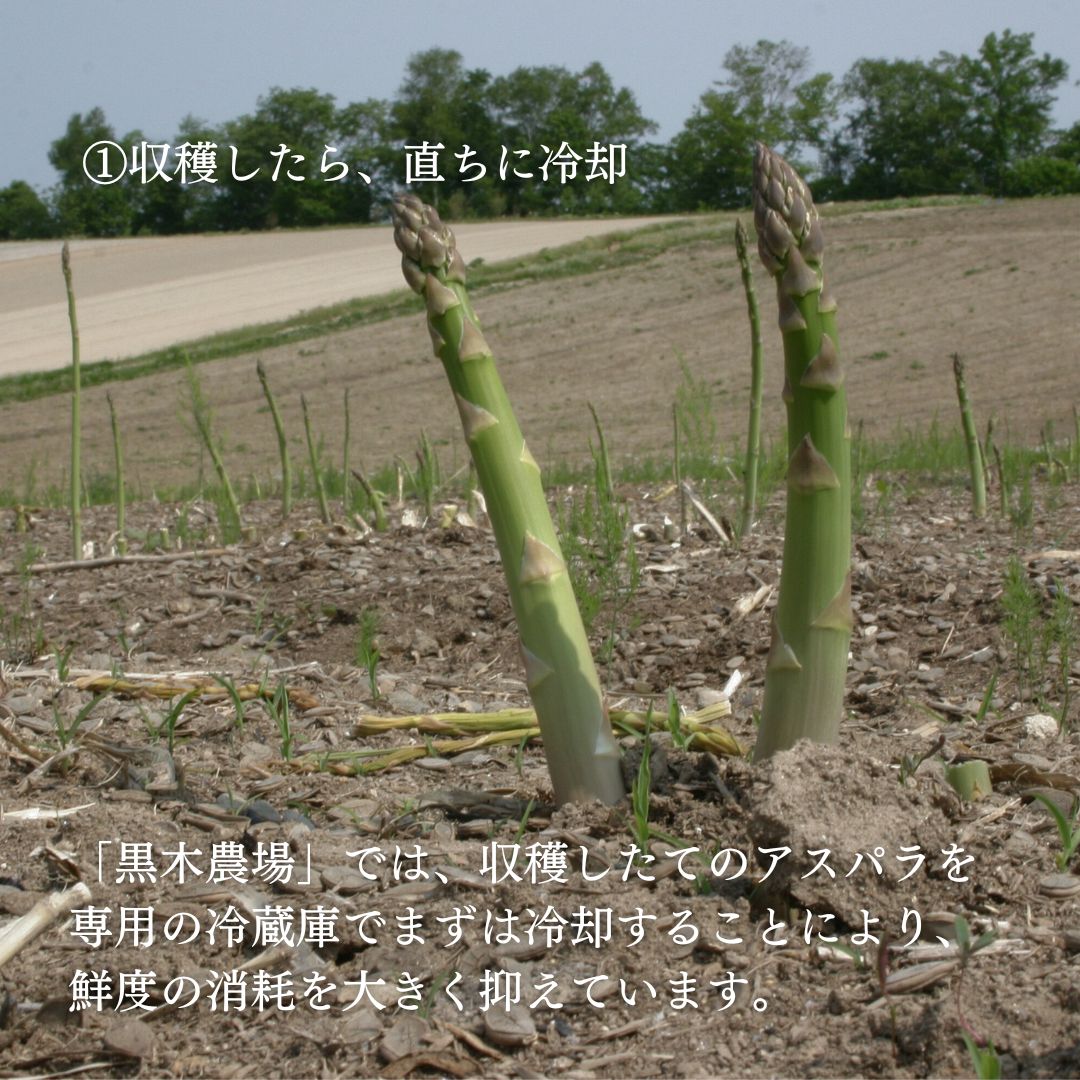 【先行予約】令和9年産【ふるさと納税】グリーンアスパラ M～Lサイズ 1kg 2kg 黒木農場 2