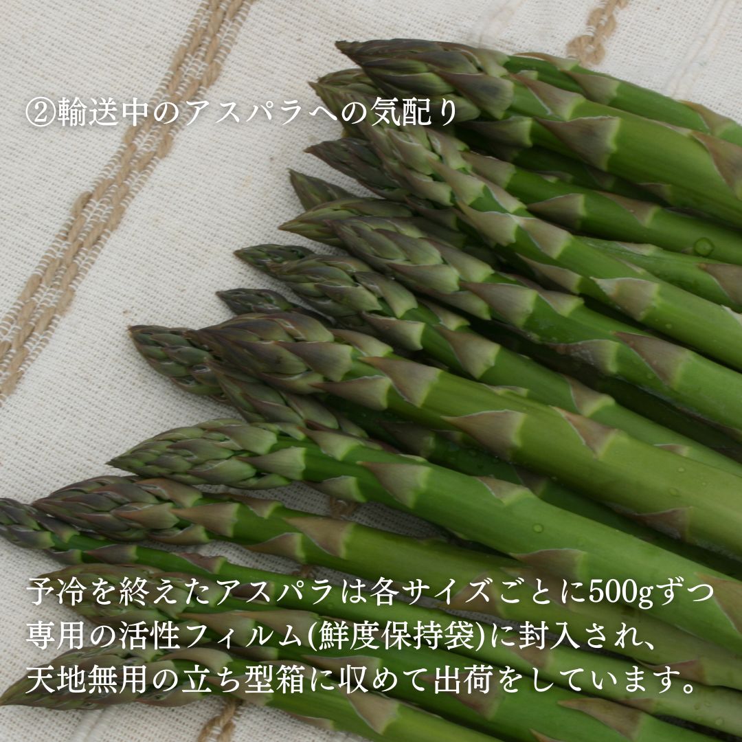 【先行予約】令和9年産【ふるさと納税】グリーンアスパラ M～Lサイズ 1kg 2kg 黒木農場 3