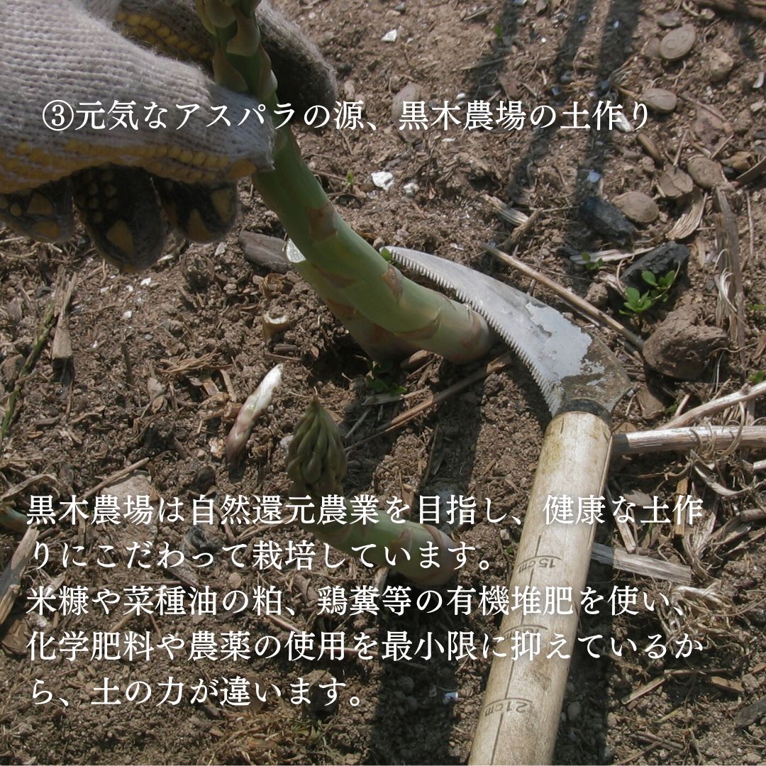 【先行予約】令和9年産【ふるさと納税】グリーンアスパラ M～Lサイズ 1kg 2kg 黒木農場 4