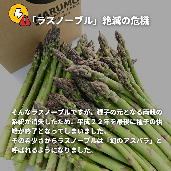 【先行予約】令和9年産【ふるさと納税】幻のアスパラ 1kg 2kg 令和9年産 送料無料！美瑛町 本山農場のラスノーブル（グリーンアスパラ）2S～2Lサイズ 訳あり 野菜 送料無料 北海道美瑛 北海道 美瑛町 アスパラ アスパラガス 美瑛産アスパラガス 北海道産 美瑛産 10