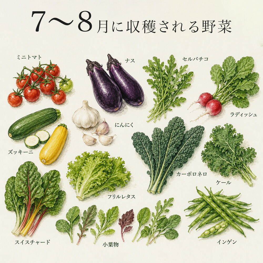 【ふるさと納税】季節の野菜セット【大・小】選べる 定期便 あらいふぁーむ 3