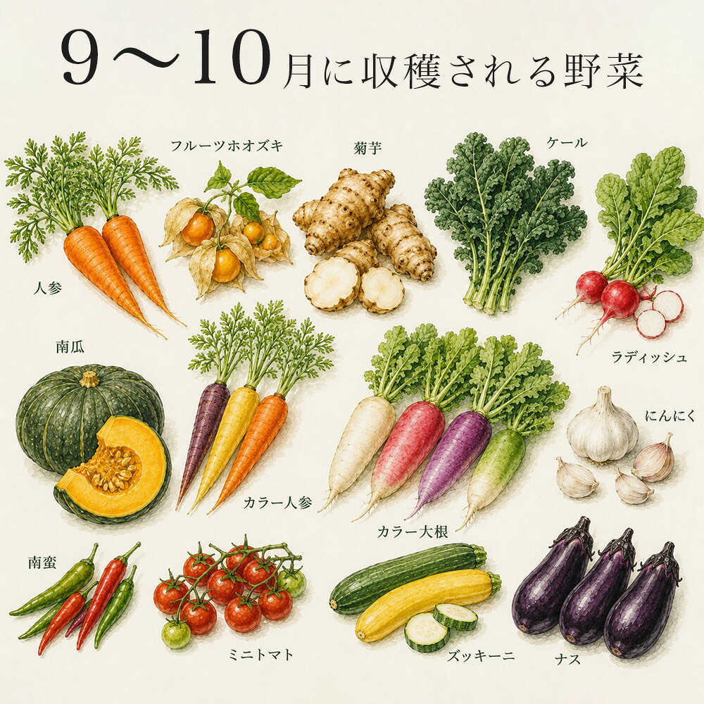 【ふるさと納税】季節の野菜セット【大・小】選べる 定期便 あらいふぁーむ 4