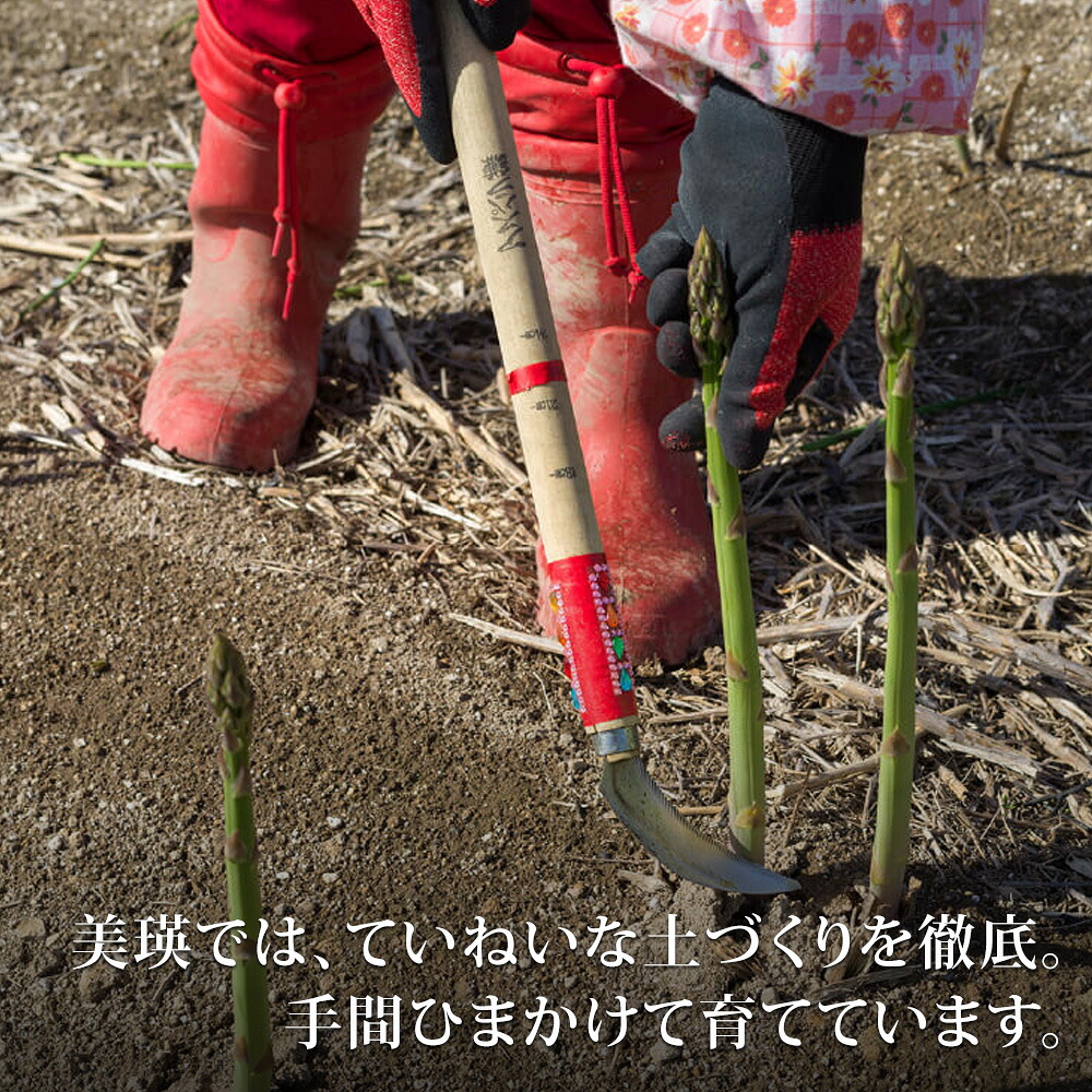 【ふるさと納税】【令和9年産先行予約】グリーンアスパラ 500g & ホワイトアスパラ 300g 美瑛選果 4