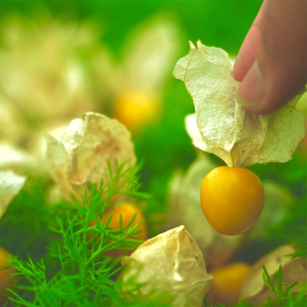 【ふるさと納税】季節の野菜セット【大・小】＆にんにくマヨネーズ あらいふぁーむ 8