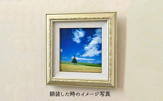 【ふるさと納税】キャンバスプリント(273mm × 273mm)　北海道　北海道美瑛　北海道美瑛町　美瑛町　美瑛　写真　青い池　赤い屋根の家　四季彩の丘　クリスマスツリーの木　写真家　阿部俊一　[036-28] 8