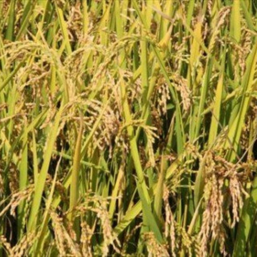 【ふるさと納税】野菜 定期便【令和9年産 先行予約】5回便 6回便 野菜セット 美景農園 アスパラ メロン とうもろこし 夏野菜 秋野菜 米 9