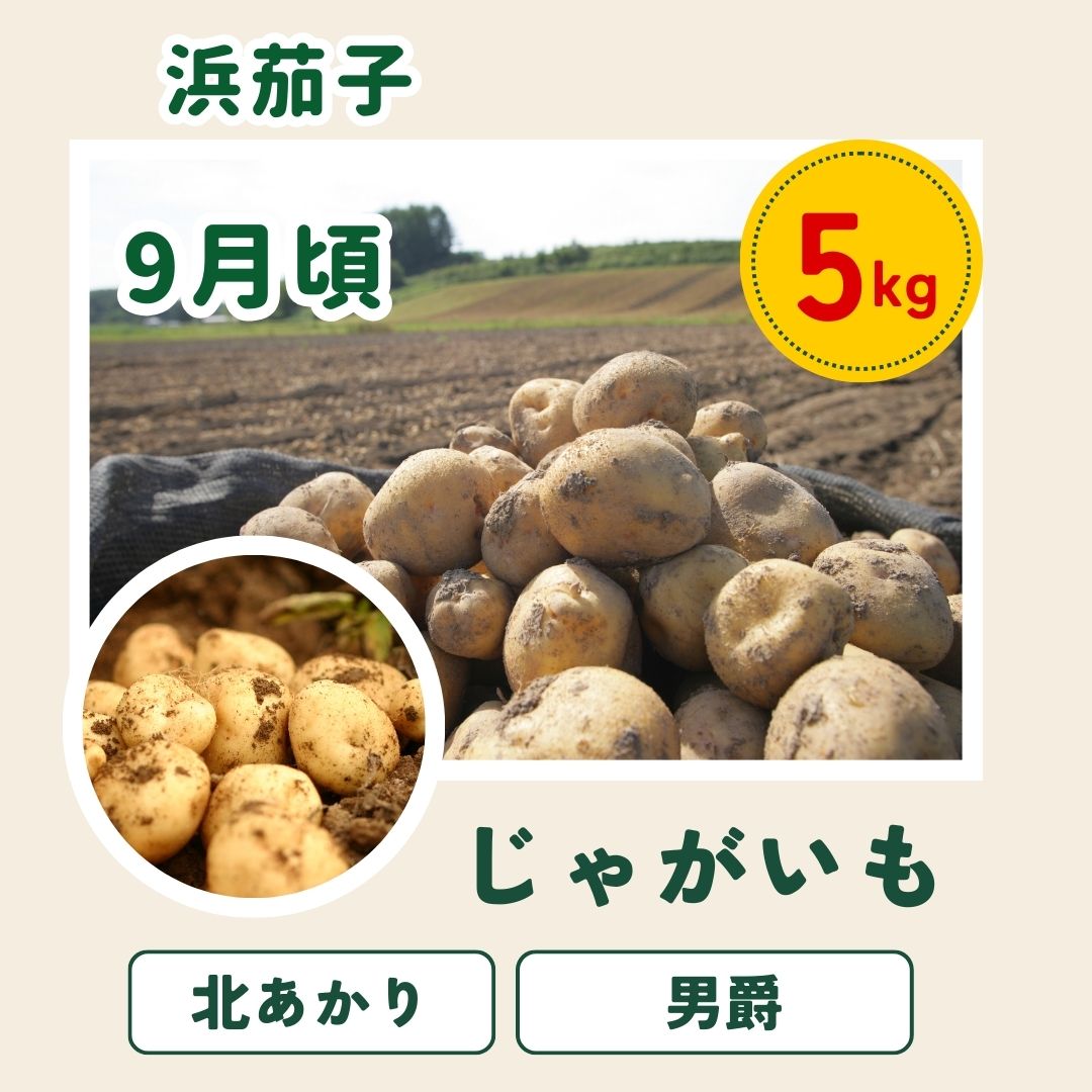 【先行予約】令和9年産【ふるさと納税】野菜 定期便 4回便 美瑛の四季～白樺～ アスパラ とうもろこし じゃがいも 玉ねぎ 7